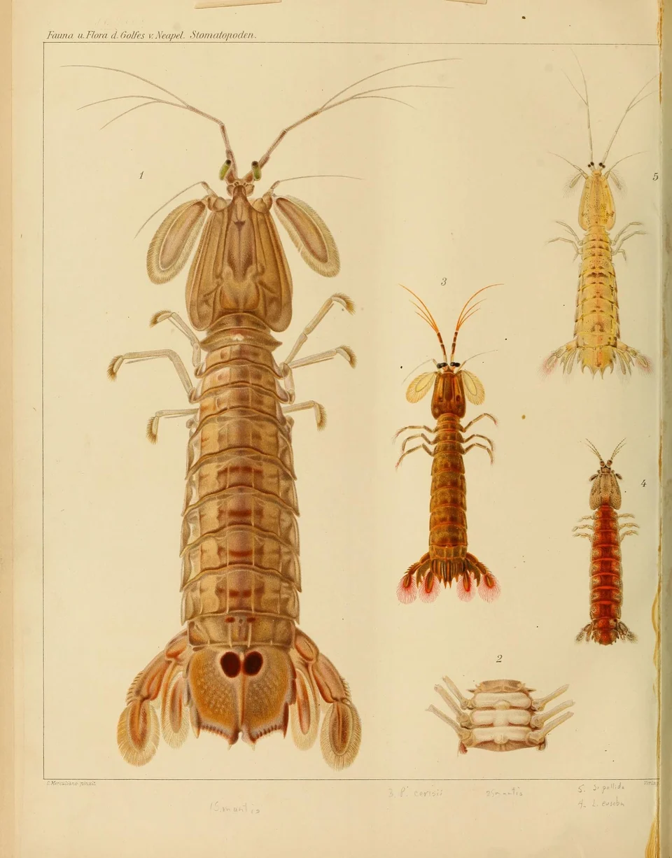 1910 color scientific plate showing several mantis shrimp figures and a small anatomical detail on aged paper